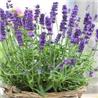Hạt Giống Hoa Oải Hương ( Hoa Lavender)